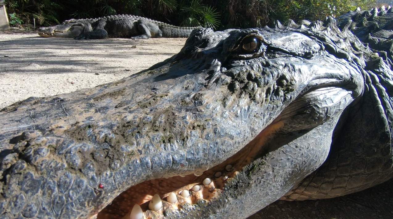 A very Florida job: FWC hiring alligator trapper