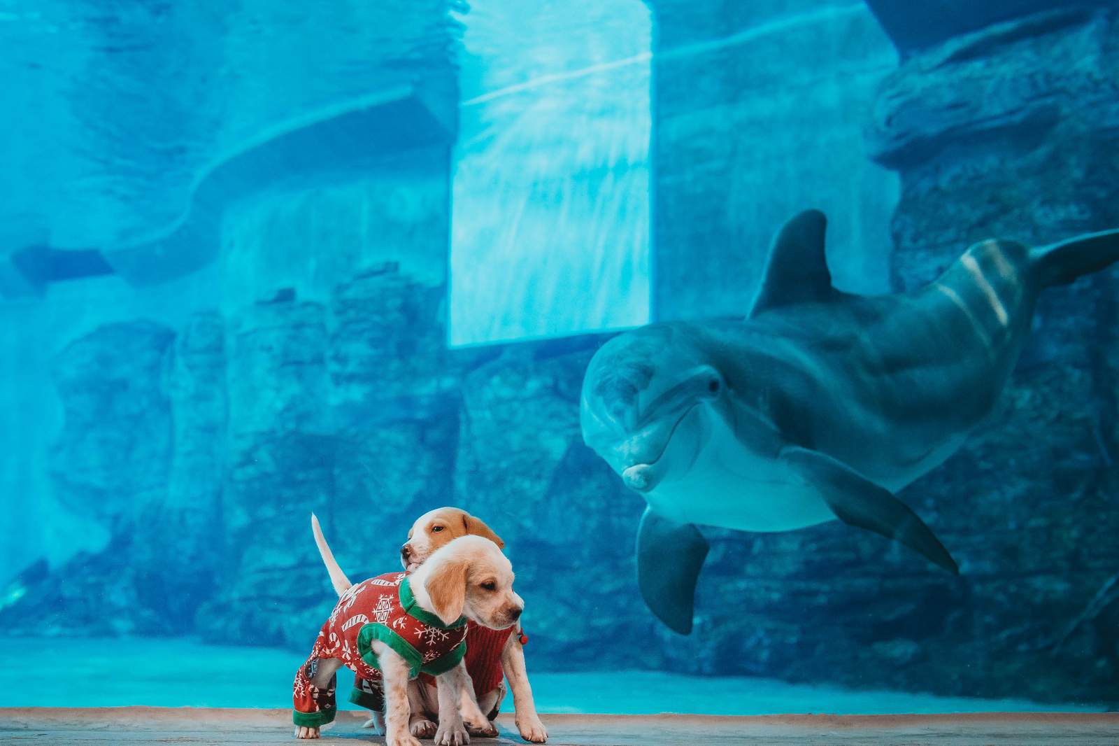 Finned, furry, and human: Clearwater Marine Aquarium to celebrate rescue days