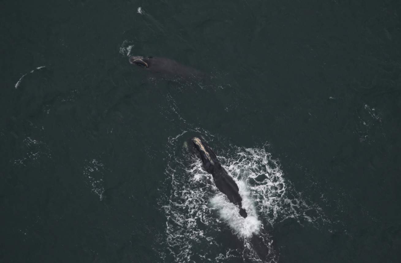 2 right whale calves spotted off coast of Northeast Florida