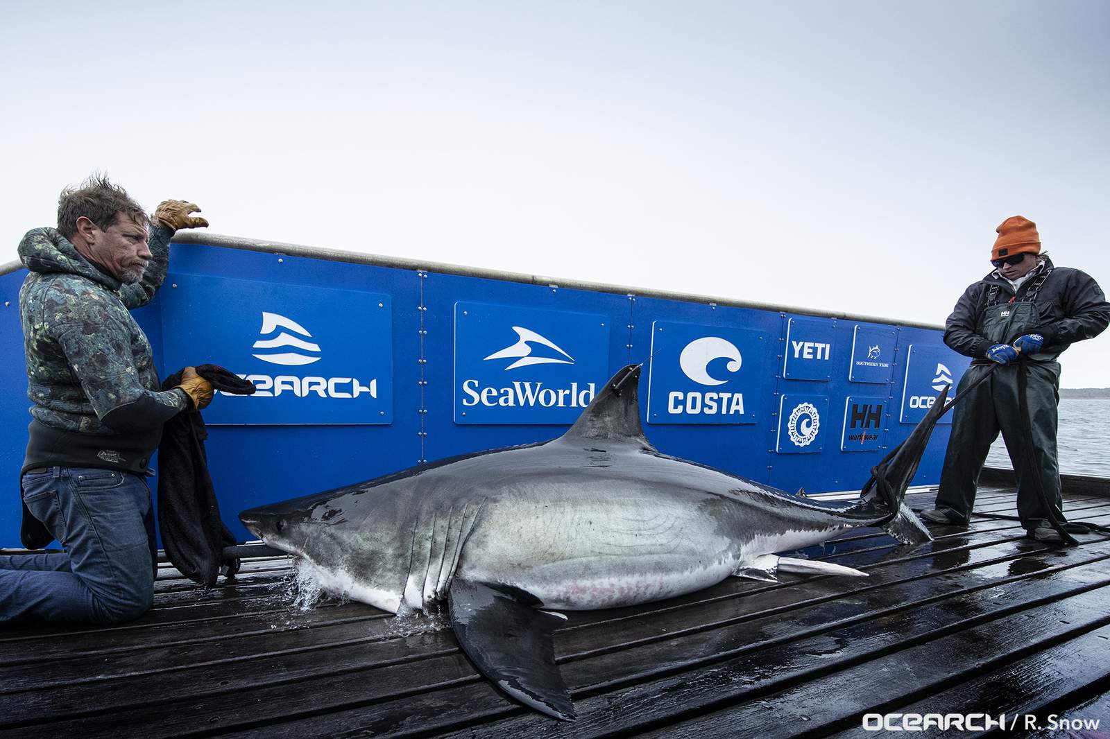 6 great white sharks tracked off Florida’s coast