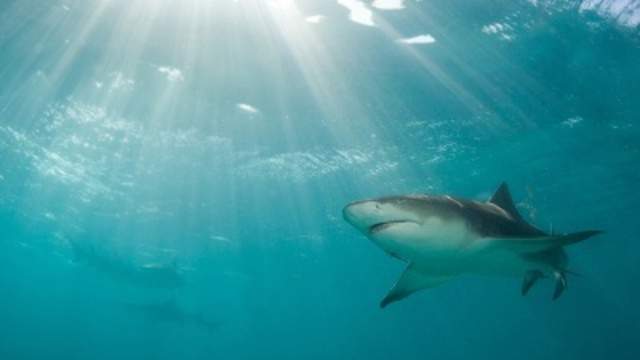 Sharks bite 12-year-old boy, 71-year-old man in Volusia County