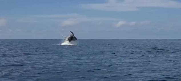 ‘Guys, I think it’s a whale:’ Fisherman captures video of humpback breaching off Florida’s coast