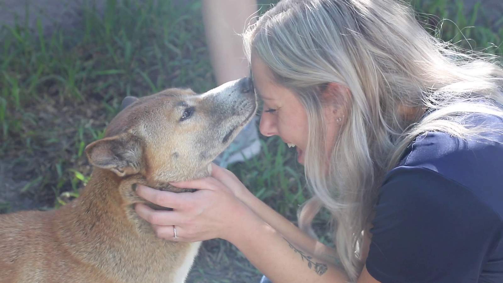 A pack of exotic animals finds safety in Southwest Florida sanctuary