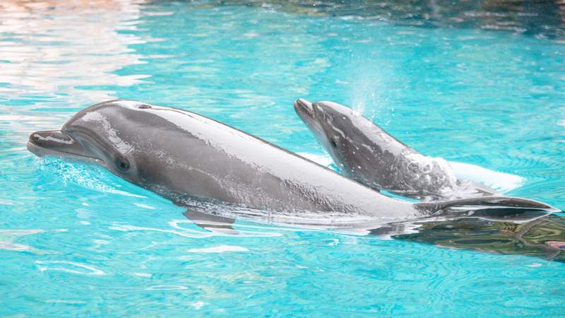 Cute alert: Discovery Cove welcomes new baby dolphin calf
