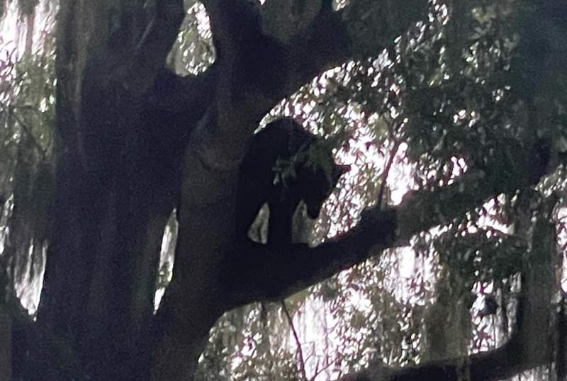 Bear spotted in tree in College Park neighborhood