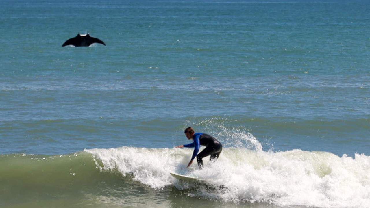 ‘I was pretty amazed:’ Massive manta ray photobombs surfer at Florida beach