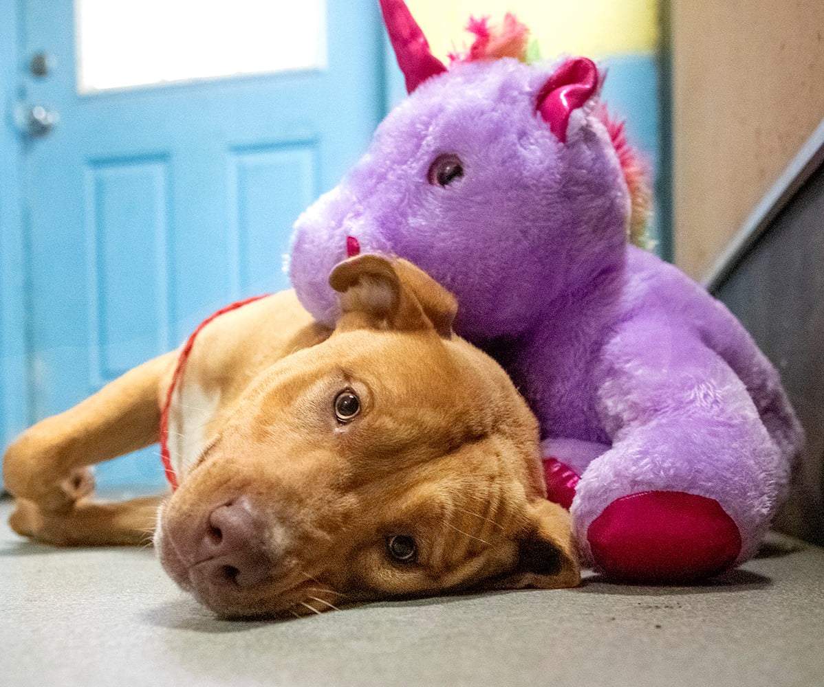 Crime and adorable punishment: Unicorn-thieving pup steals hearts, gets new home