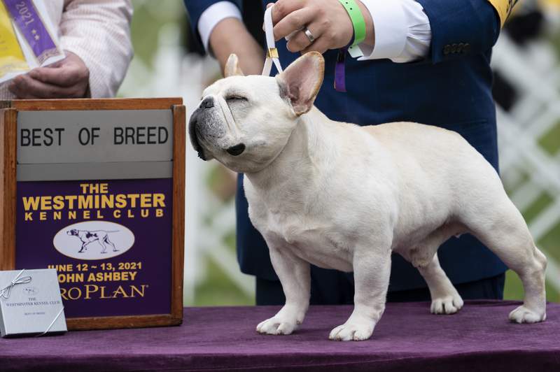 Big-winning whippet, Pekingese face off at Westminster show