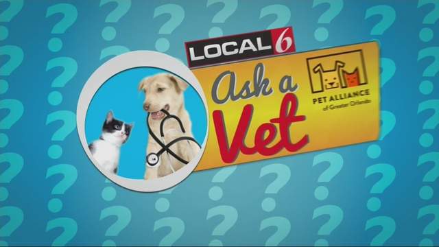 Ask a Vet discusses Halloween dangers on News 6