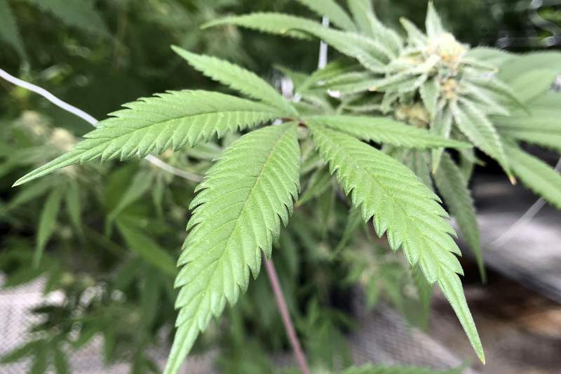 Florida Supreme Court rejects recreational marijuana amendment