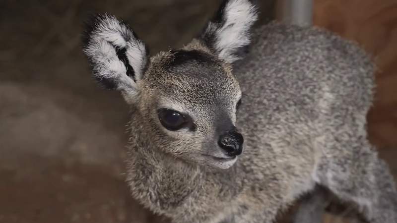 Brevard Zoo welcomes baby klipspringer antelope