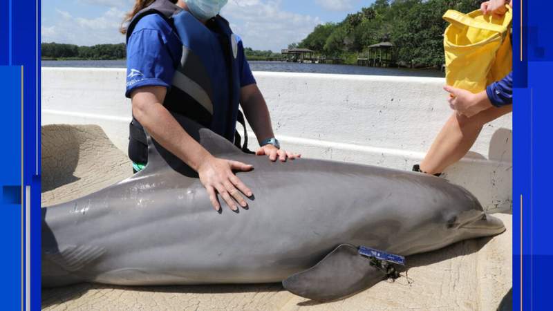 3-year-old dolphin rescued, relocated from Volusia County creek