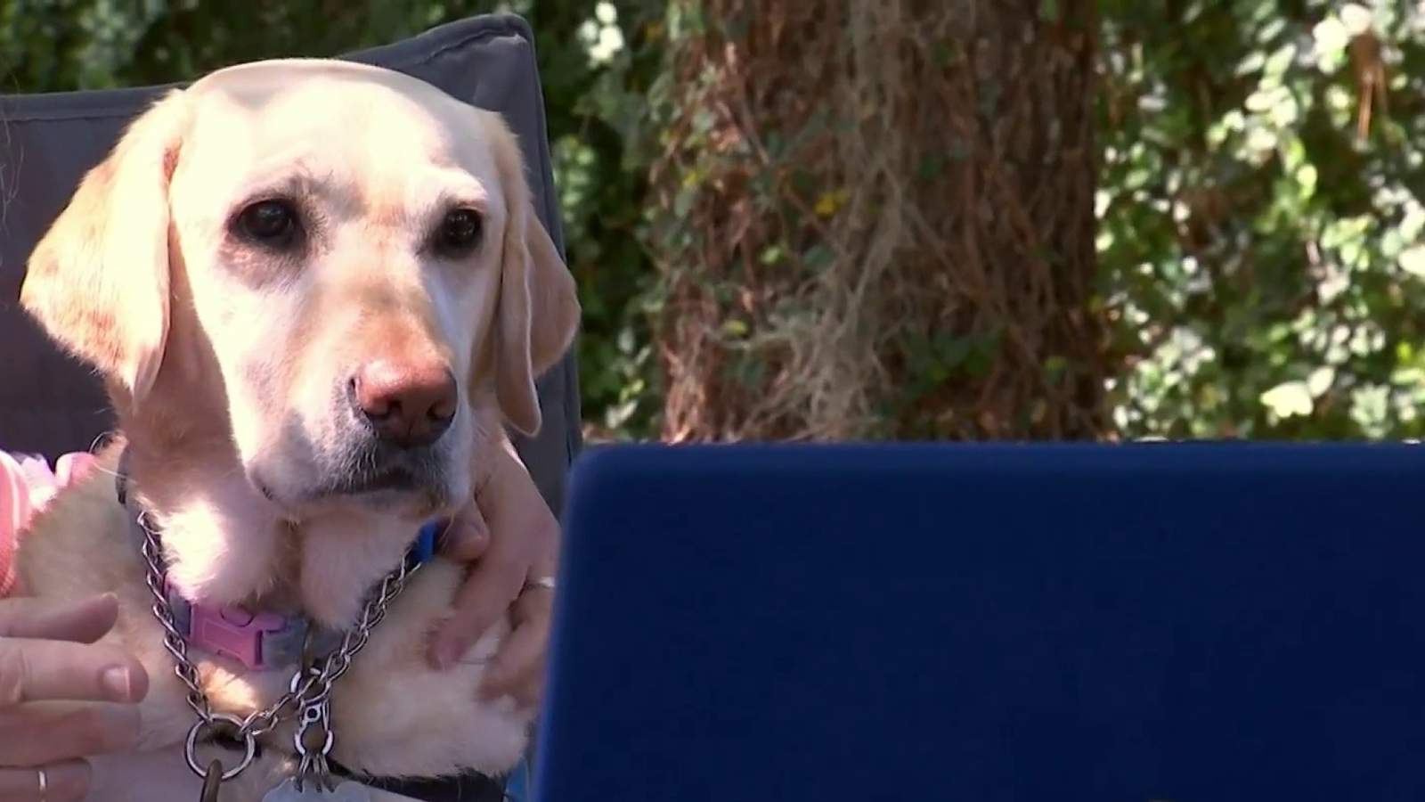 How one therapy dog is going virtual to support neglected kids