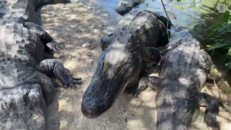 Gator mating season can cause reptiles to look for love in odd places