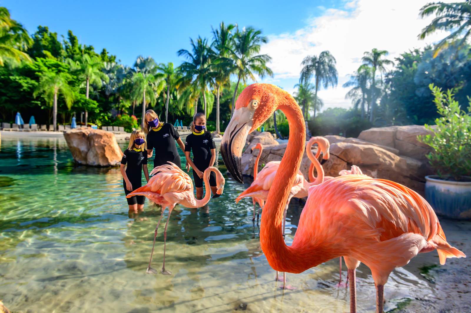 Mingle with flamingos: Discovery Cove introduces new experience