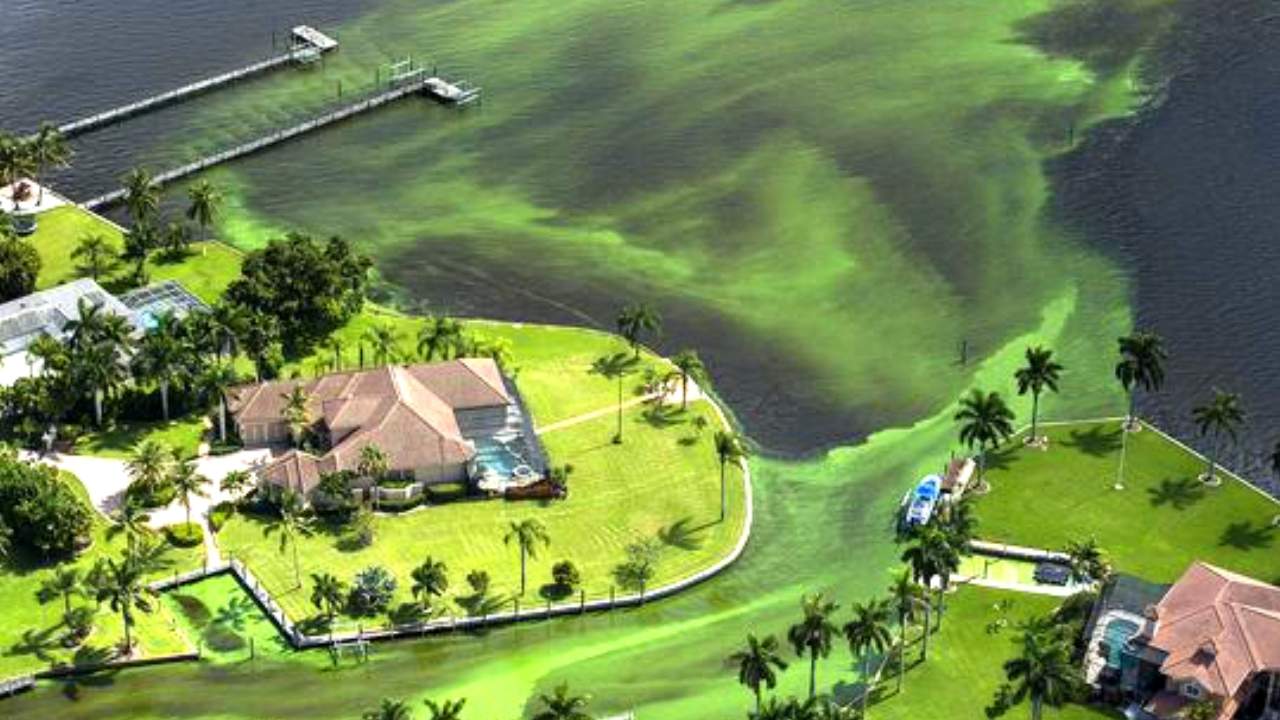 New Florida laws address algae, environmental pollution