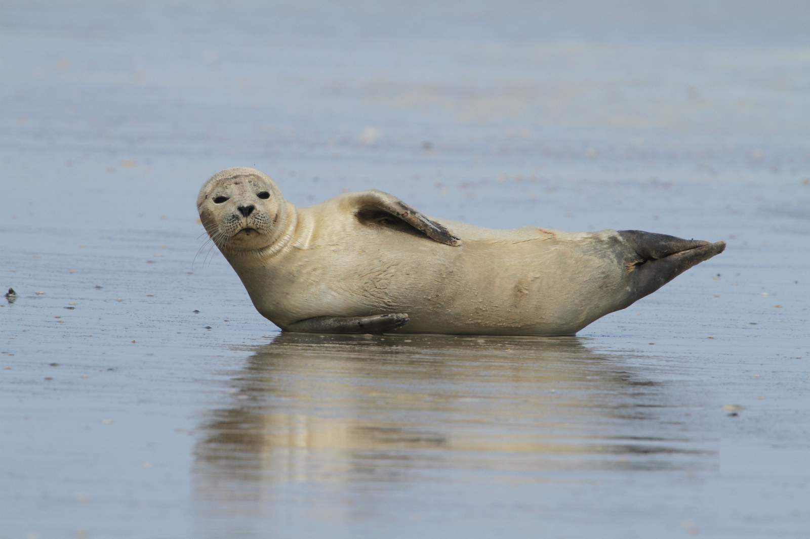 Seal spotted bouncing around on North Florida beaches
