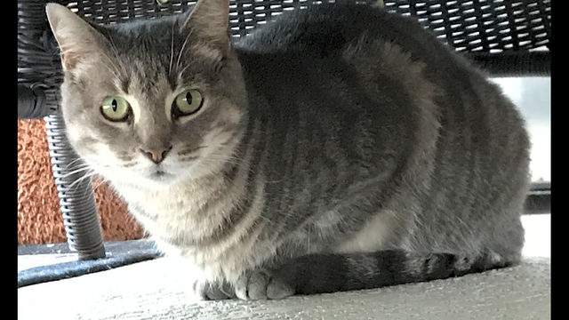 Want to adopt a pet? Here are 3 lovable kitties to adopt now in Orlando
