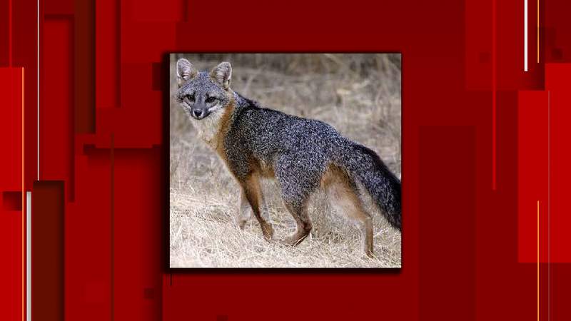 2nd rabies case this week confirmed in Polk County
