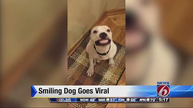 Cheezin' dog goes viral