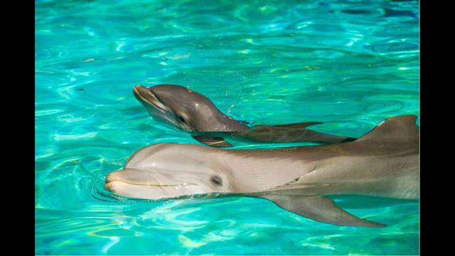 Discovery Cove Welcomes 5 Baby Dolphins