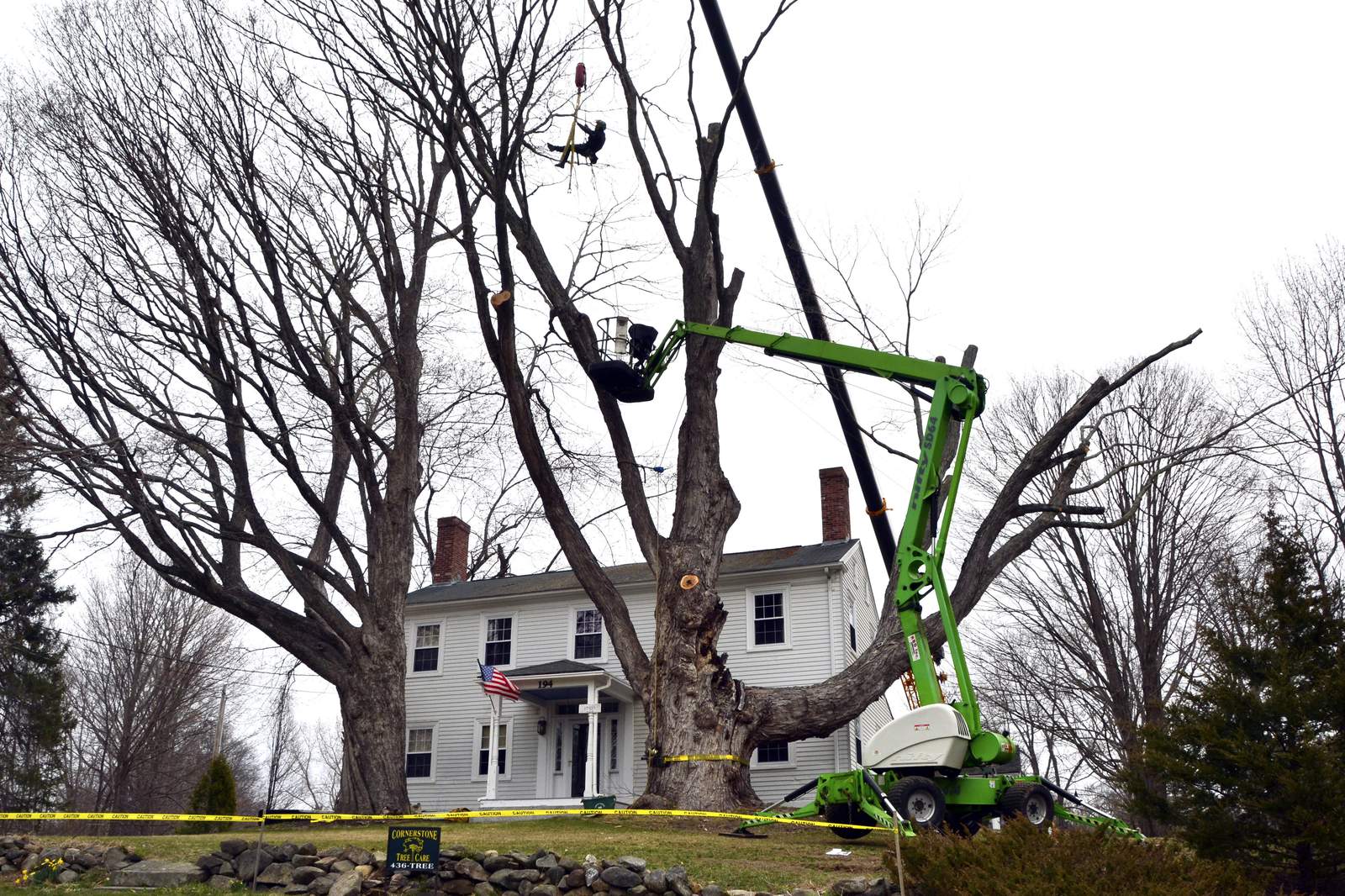 Safety concerns bring down largest sugar maple tree in US