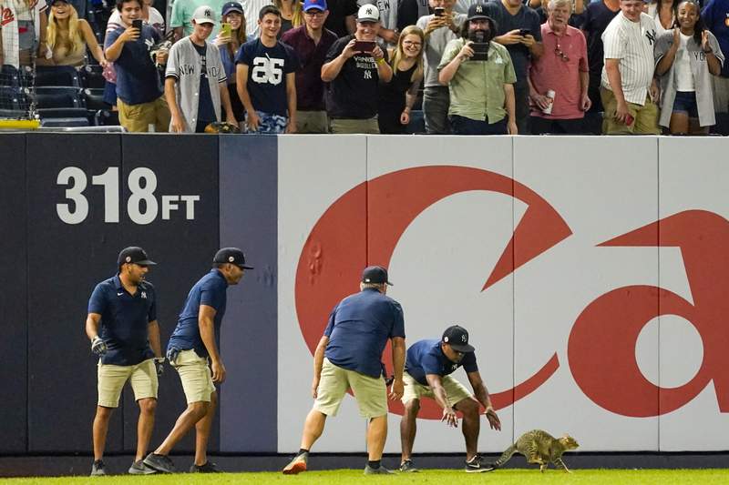 Elusive kitten, Orioles hittin' in 7-1 romp over Yankees