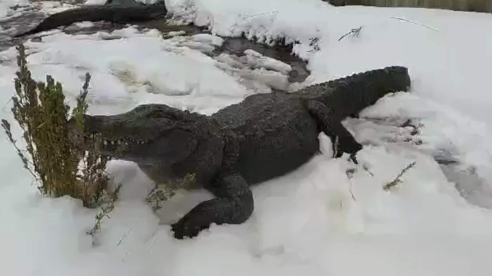 Ever see an alligator sunbathe in snow? In Colorado you can