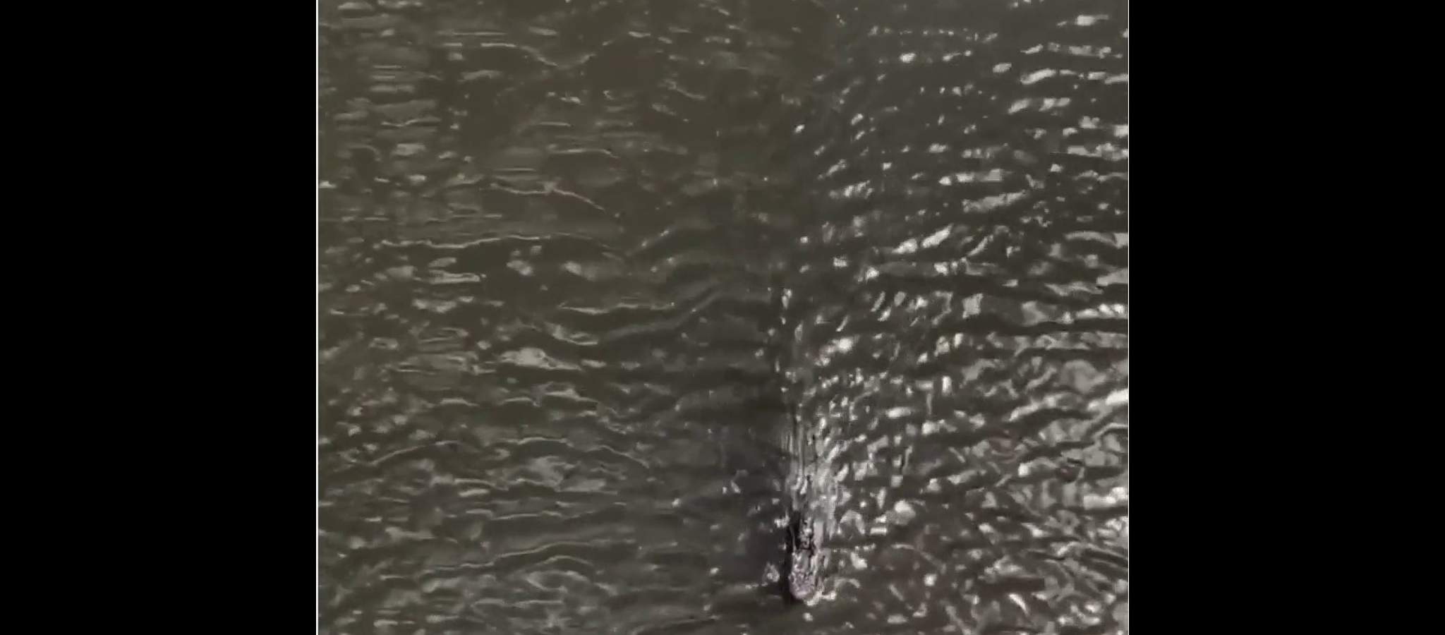 VIDEO: Gator spotted swimming with shark in Indian River Lagoon
