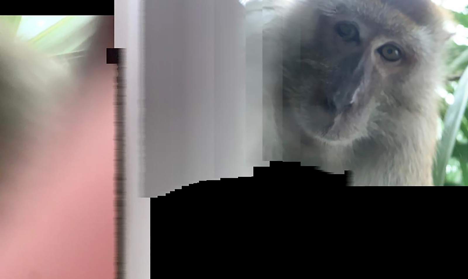 Just monkeying around: Primate takes phone, then selfies