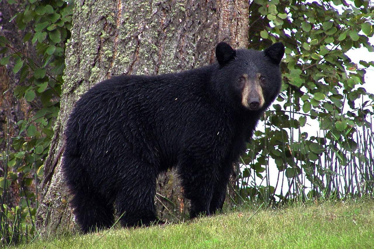 $10,000 reward offered after black bear shot, killed in Central Florida