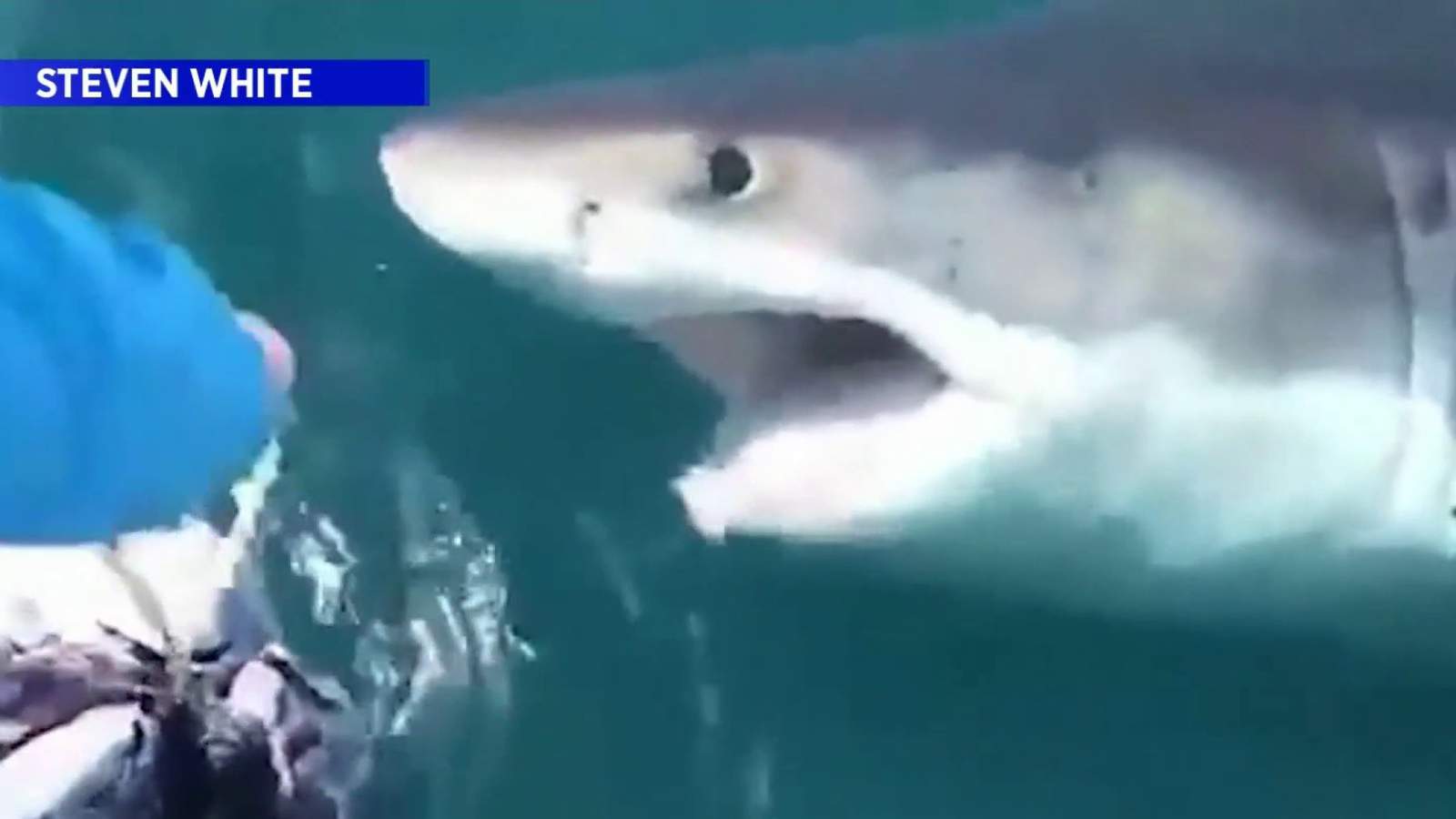 Fishermen capture video of ‘massive’ great white shark