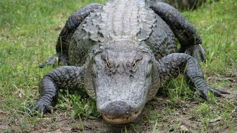 What you need to know about alligator laws in Florida