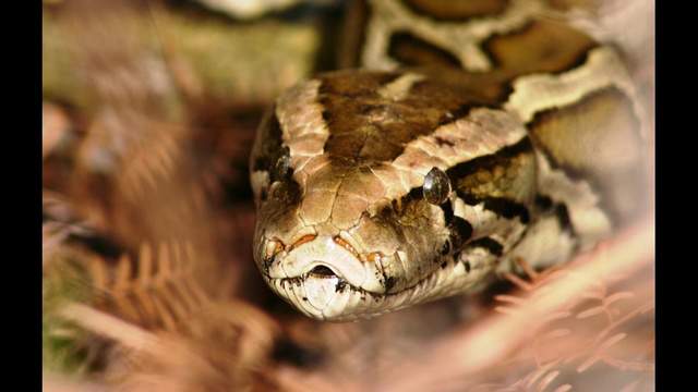 Snake roundup: Florida Python Challenge 2020 dates announced