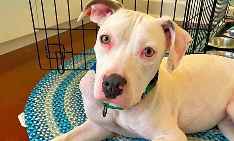 5 delightful doggies to adopt now in Orlando