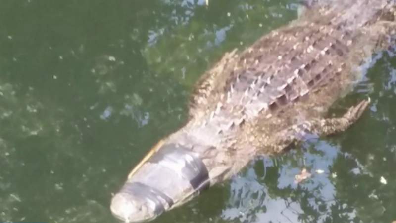 Reward increases to $6,500 for information on alligator found with eyes, mouth taped shut