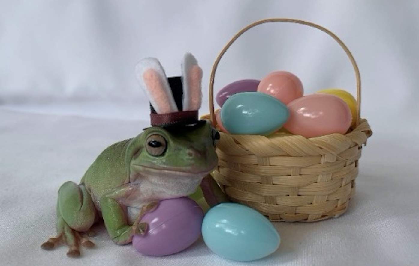 Orlando frog wants to be this year’s Cadbury Bunny. Here’s how to vote.