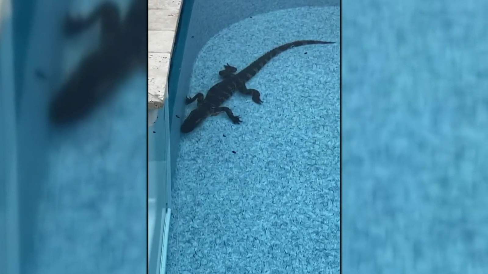 Alabama man wakes up with alligator in pool