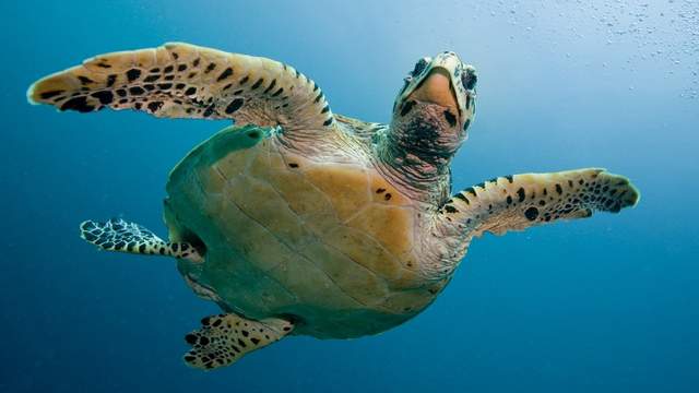 Red tide is to blame for spike in sea turtle deaths in Florida waters