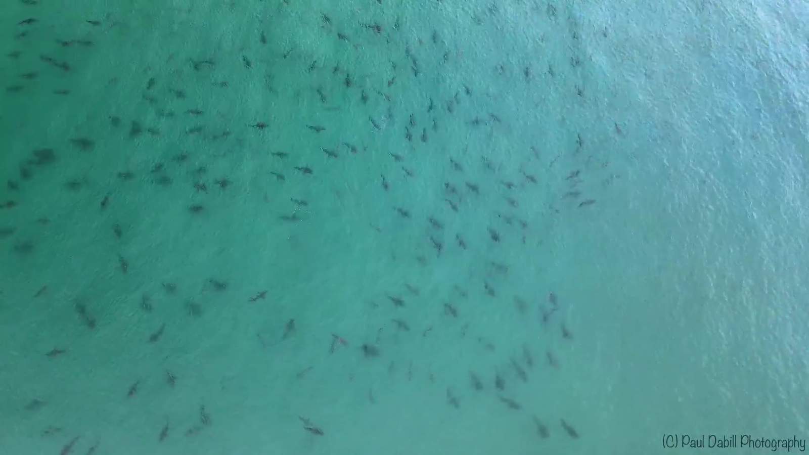 Cool drone video shows blacktip shark migration off Singer Island