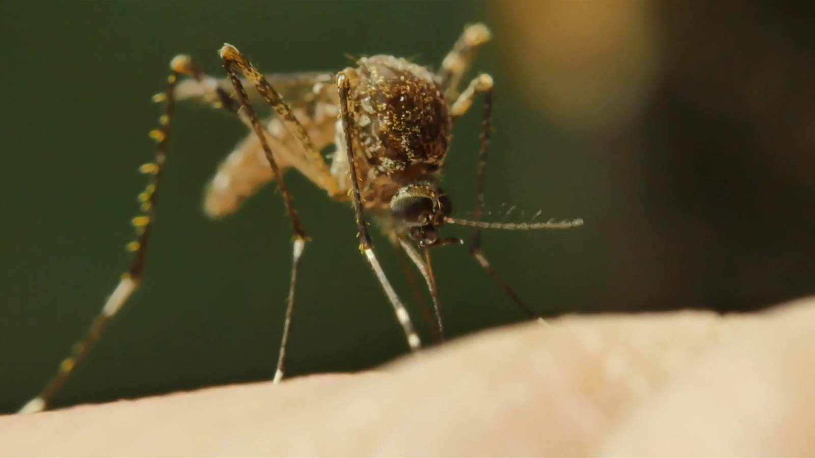 Can Coronavirus Be Spread Through Mosquitoes