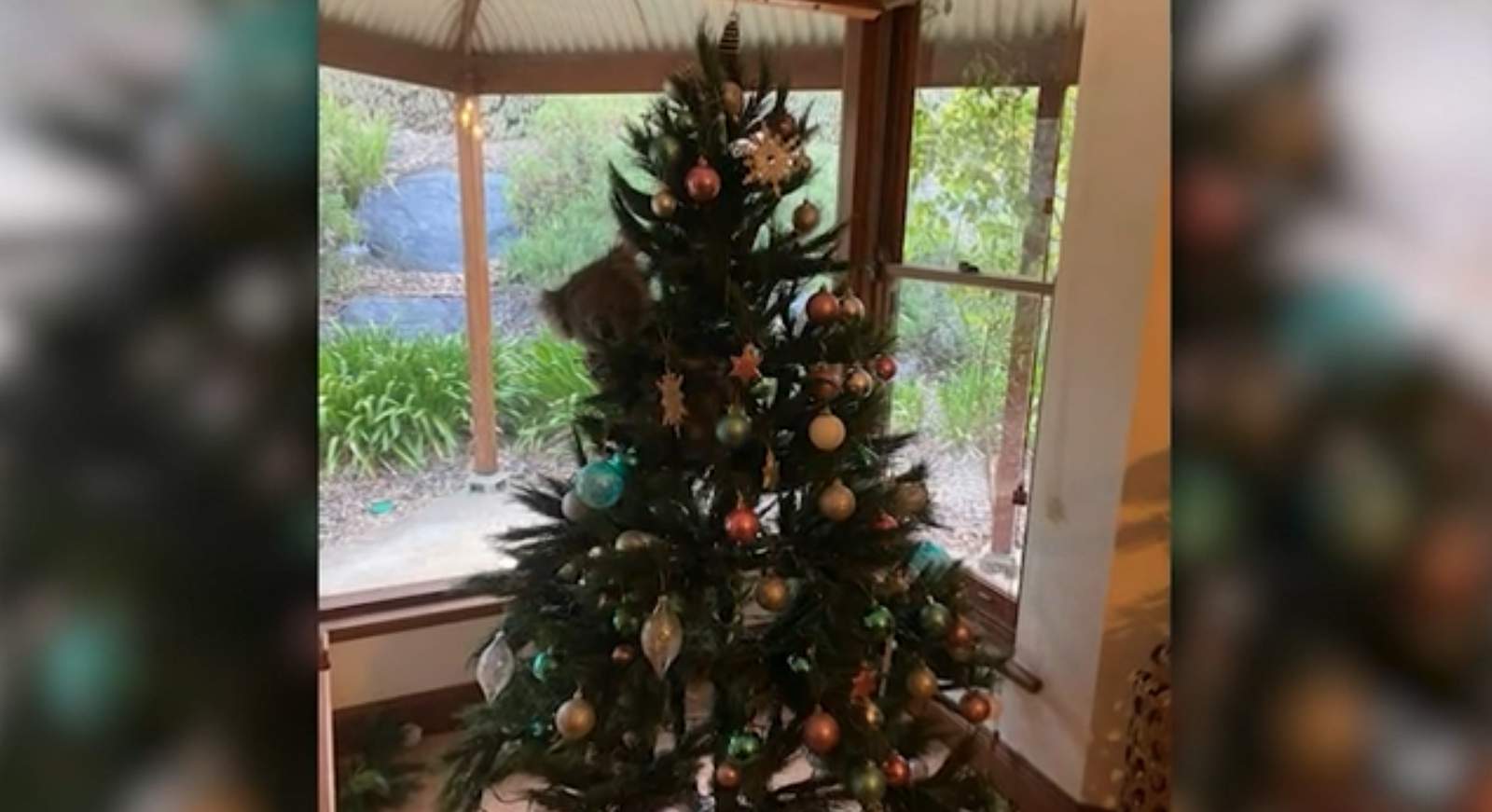 Surprise gift: Curious Koala sneaks into home, climbs Christmas tree
