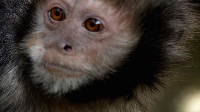 Florida ‘Monkey Whisperer’ charged in illegal wildlife trade