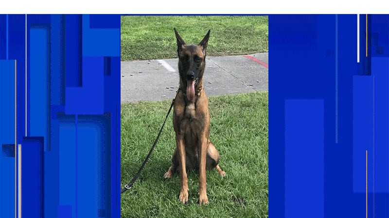 Cocoa police K-9 found dead in patrol vehicle