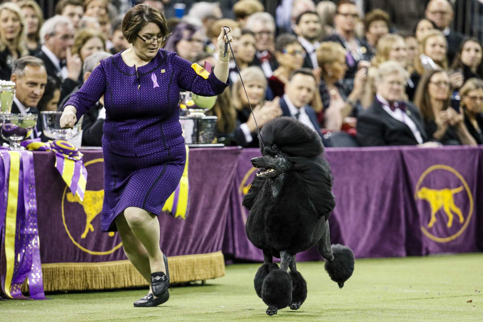Westminster dog show won’t have spectators due to virus