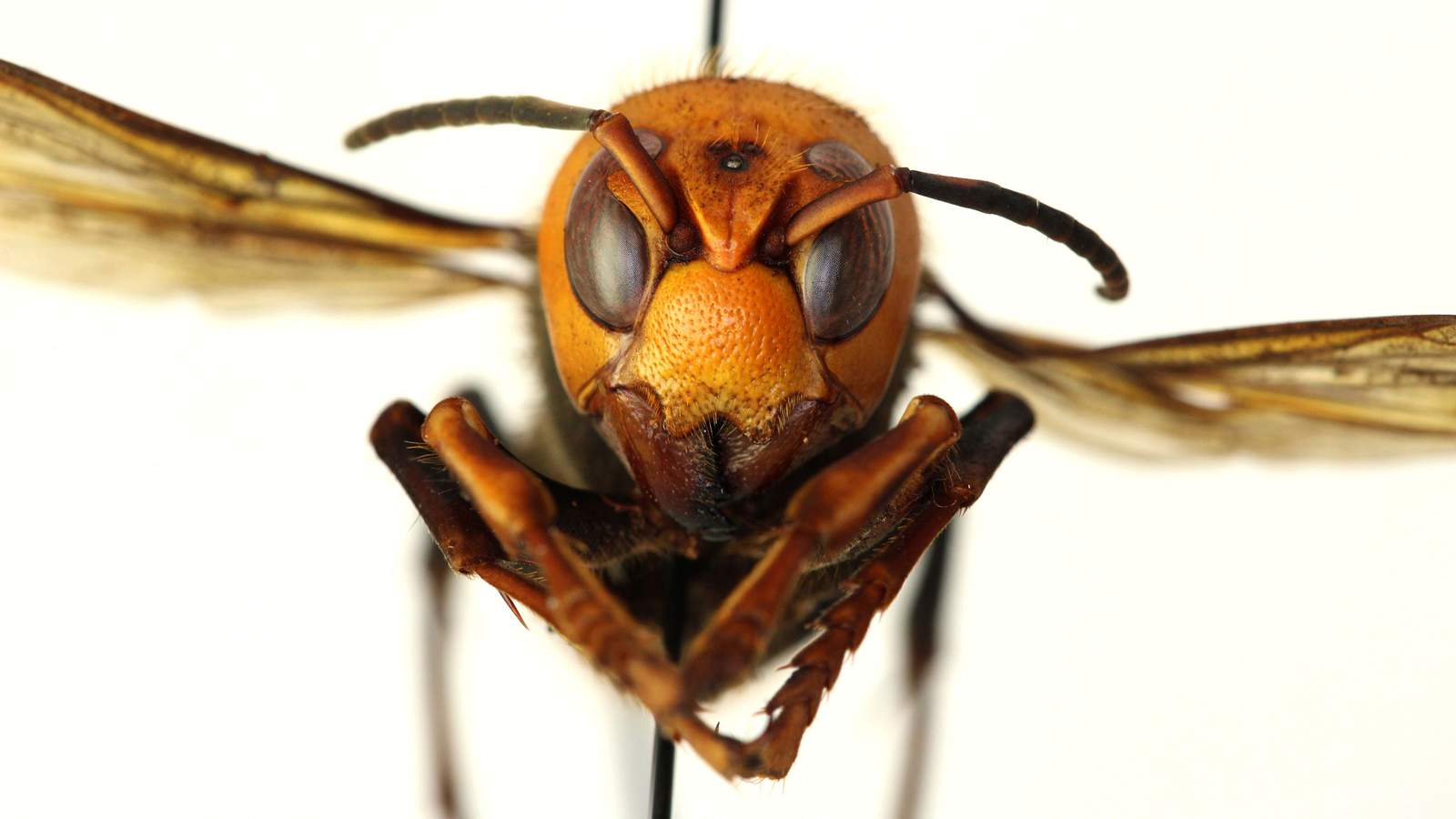 Florida has big hornets but not murder hornets, experts say