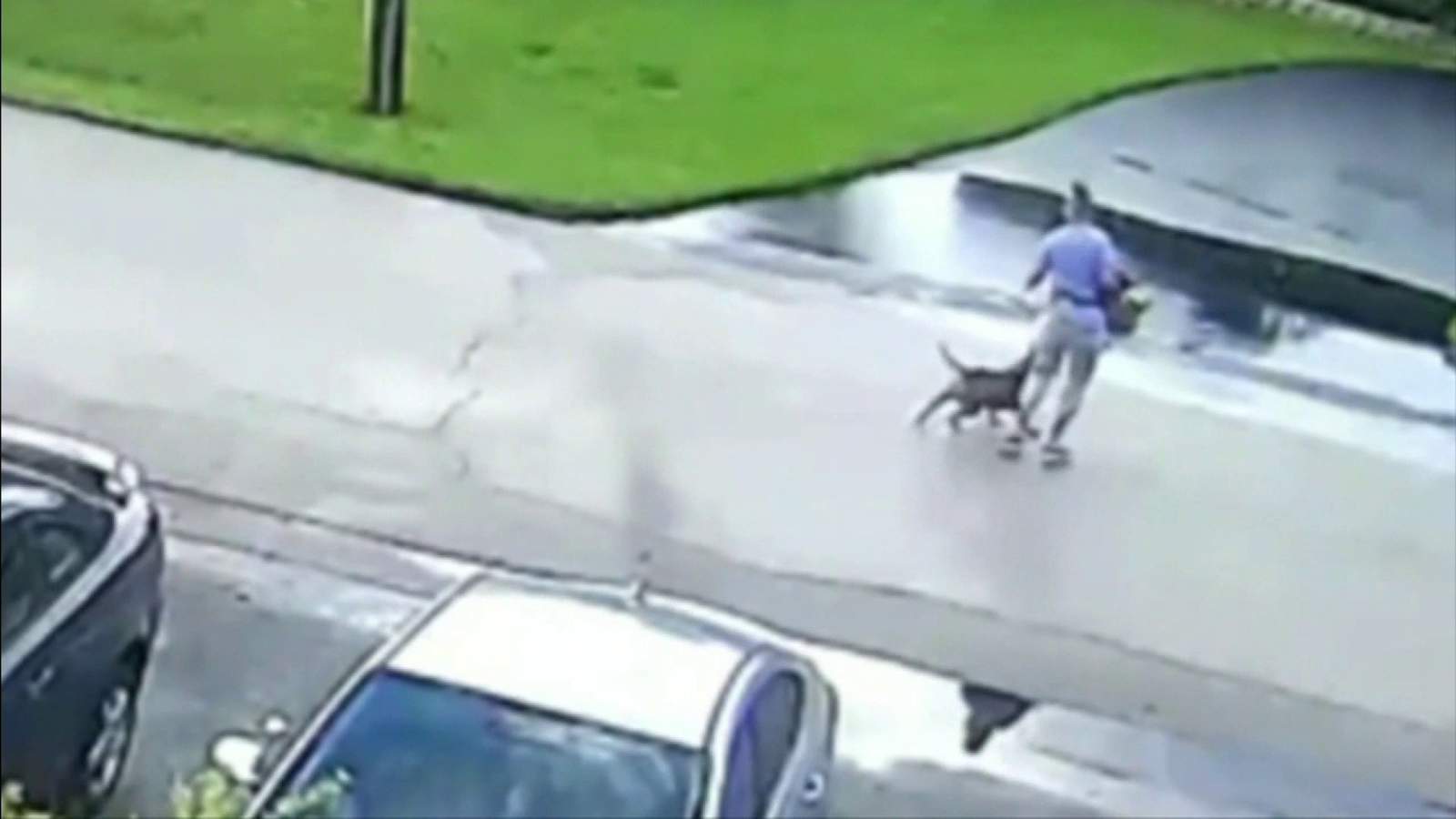 WATCH: Dog involved in vicious attack caught on video taken from home