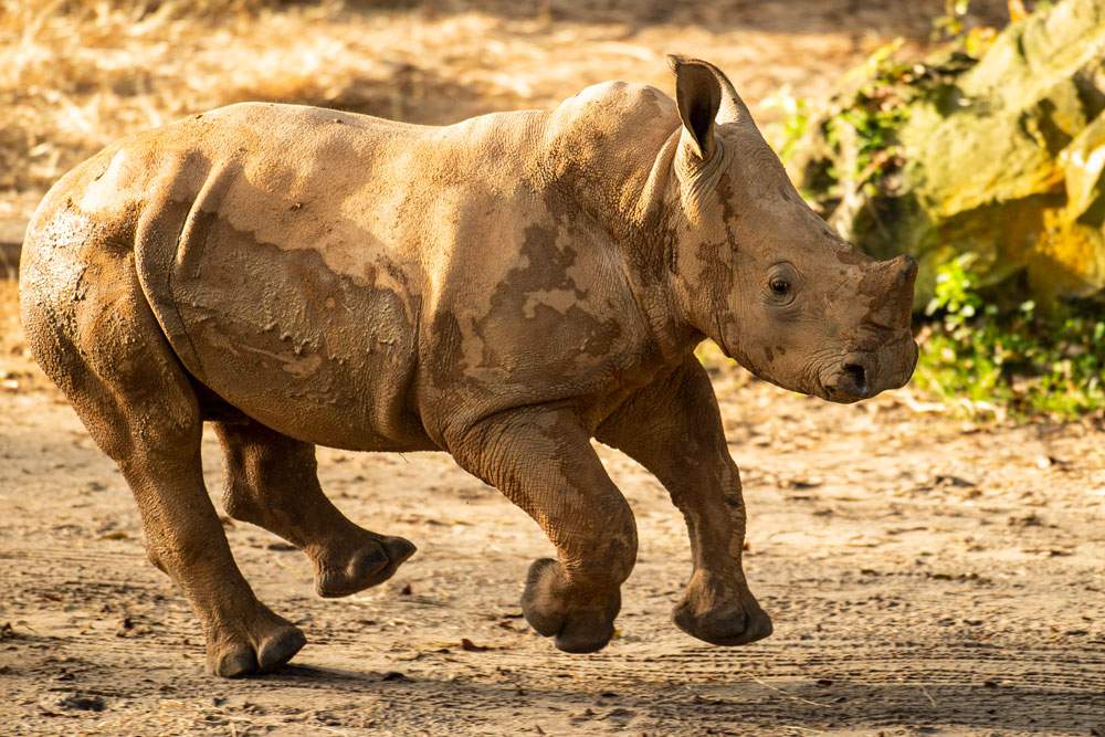 Ranger the baby rhino makes big savanna debut at Disney’s Animal Kingdom