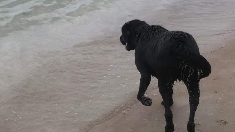 Volusia council votes to keep ban against dogs on beach