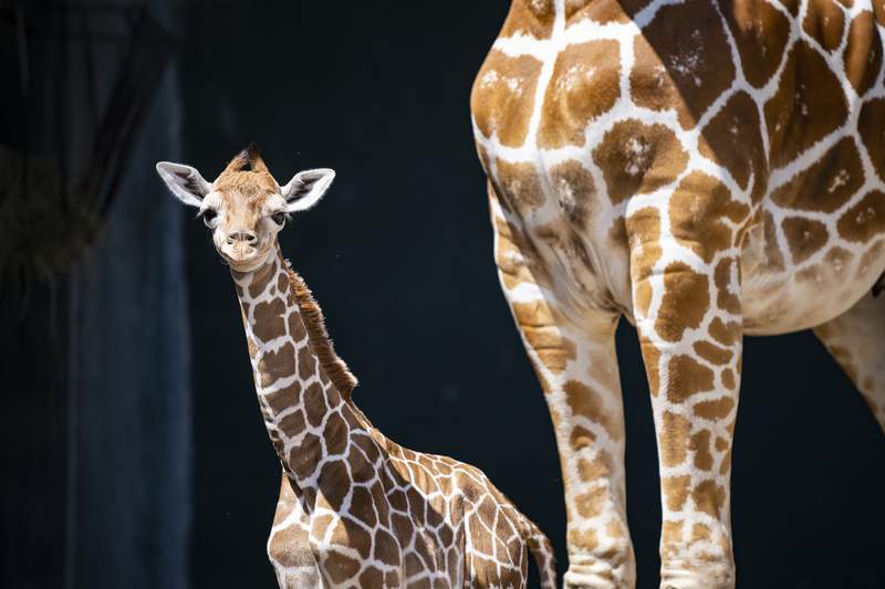 Meet Stanley: Busch Gardens welcomes new baby giraffe calf